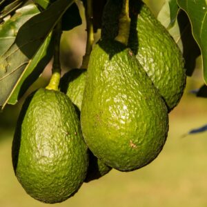 Cultivador de aguacate