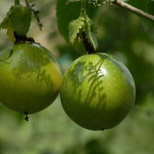 Cultivador chinola