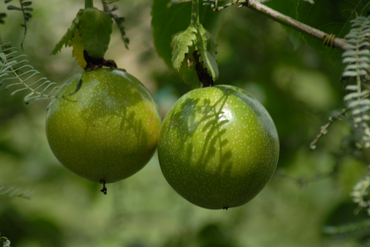 Cultivador chinola