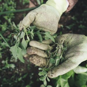 agricultor organico