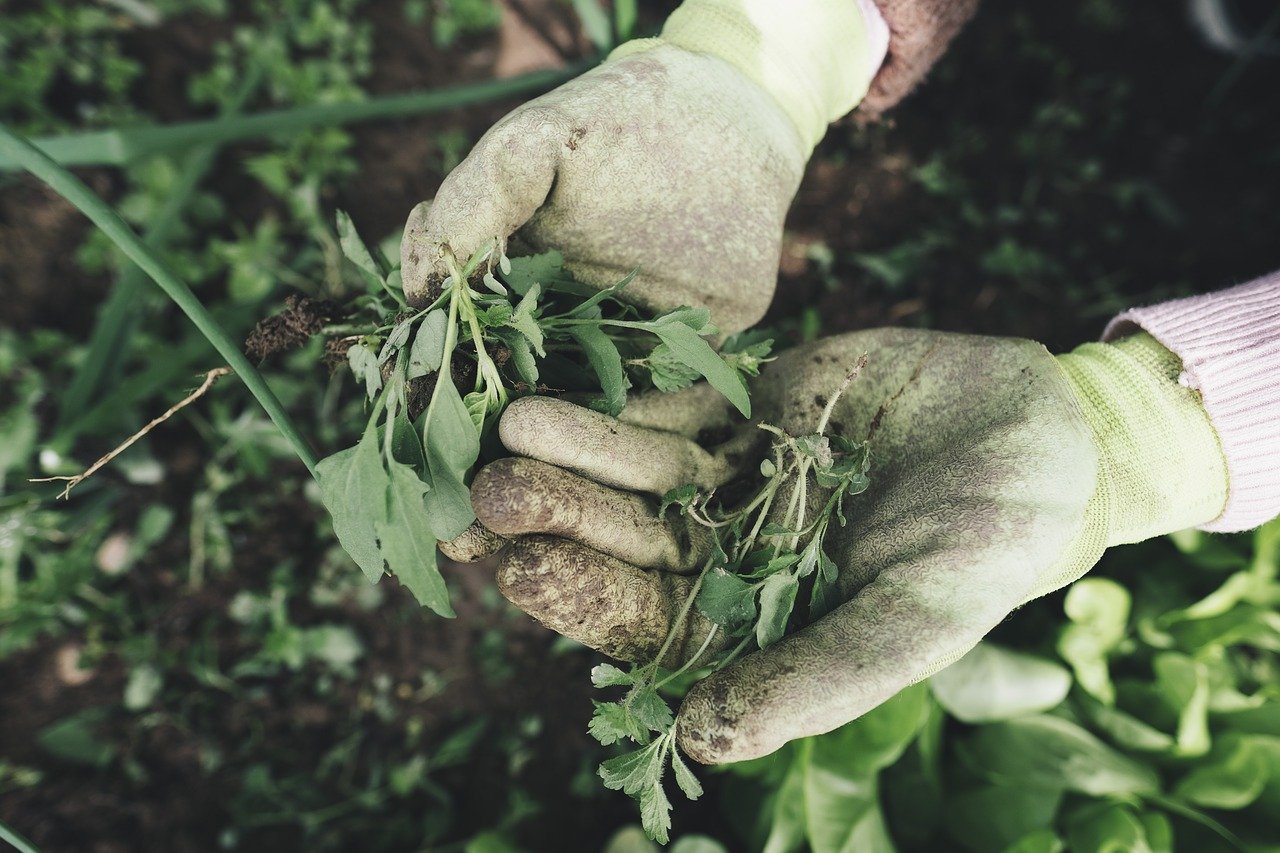 agricultor organico