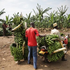 Cultivador de platano